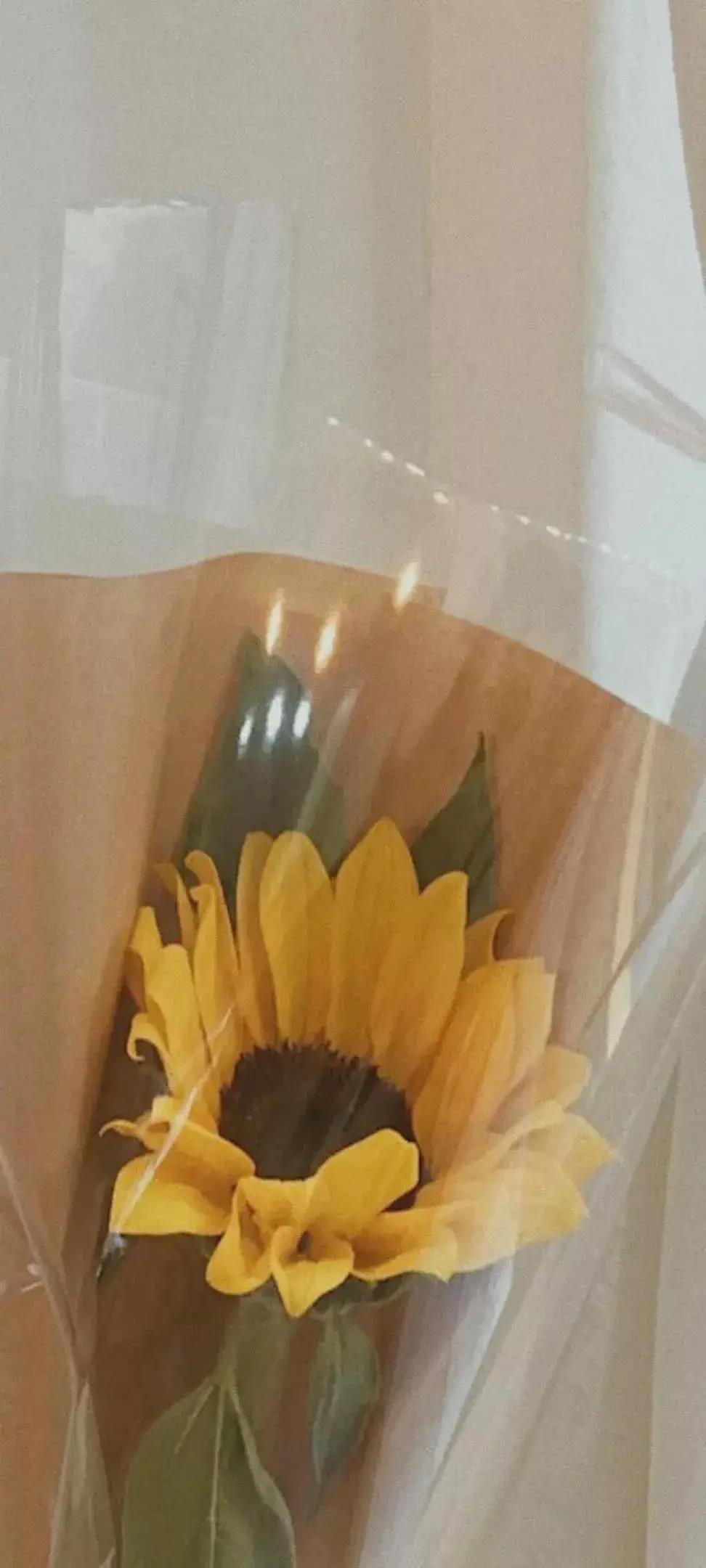 每天都有好心情黄色花朵唯美高清手机壁纸图片