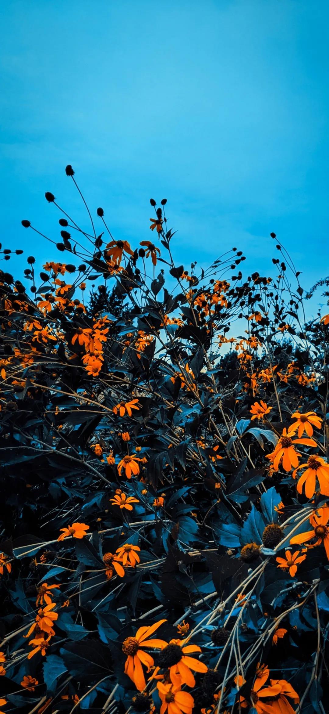 在秋天回忆春天盛开的花朵唯美高清手机壁纸图片