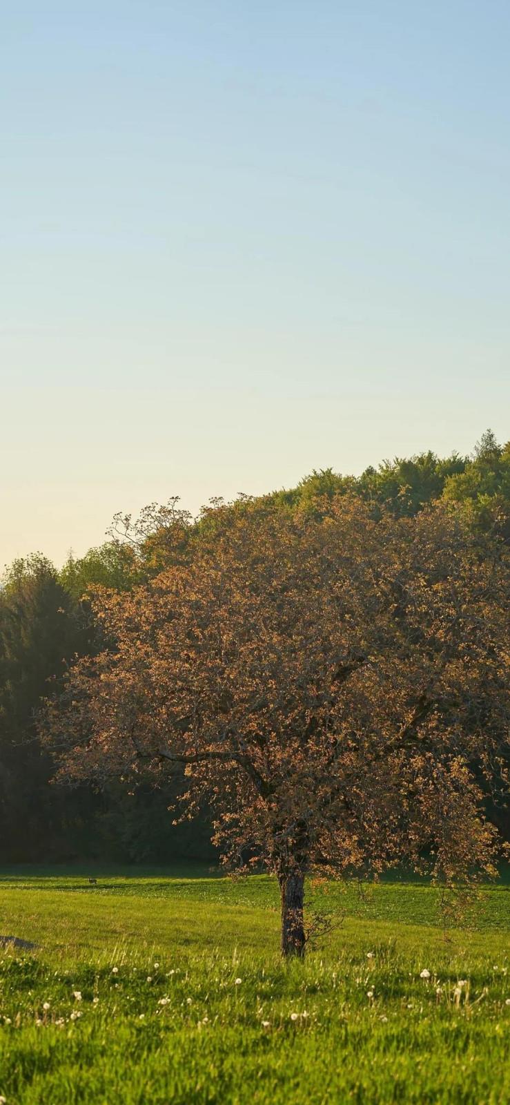 治愈系风景高清唯美手机壁纸图片