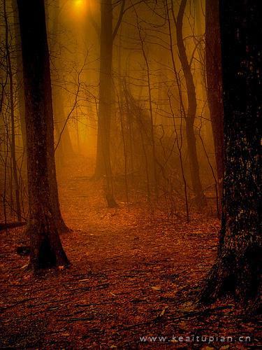 森林隐于雾中的唯美风景壁纸图片大全