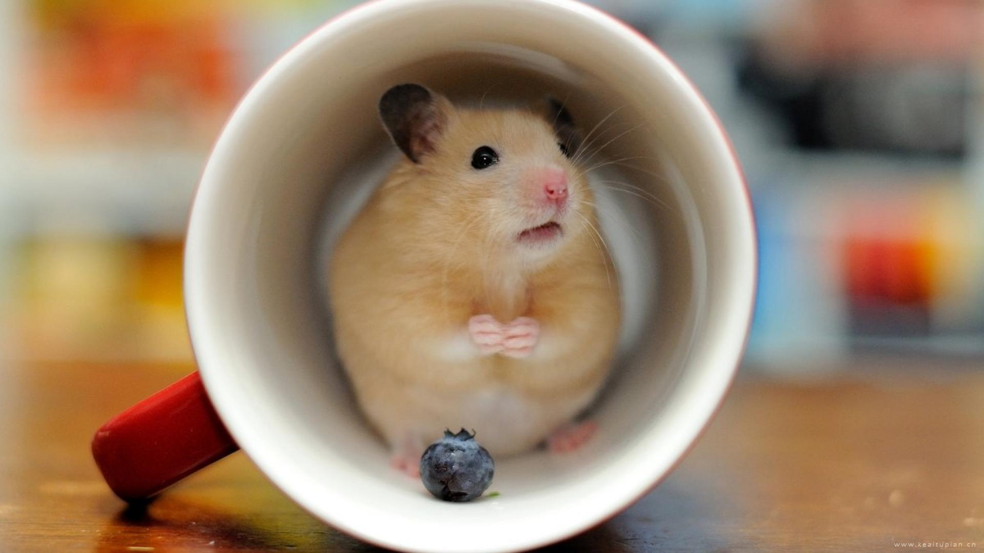 躲在杯子里的可爱小仓鼠高清壁纸图片