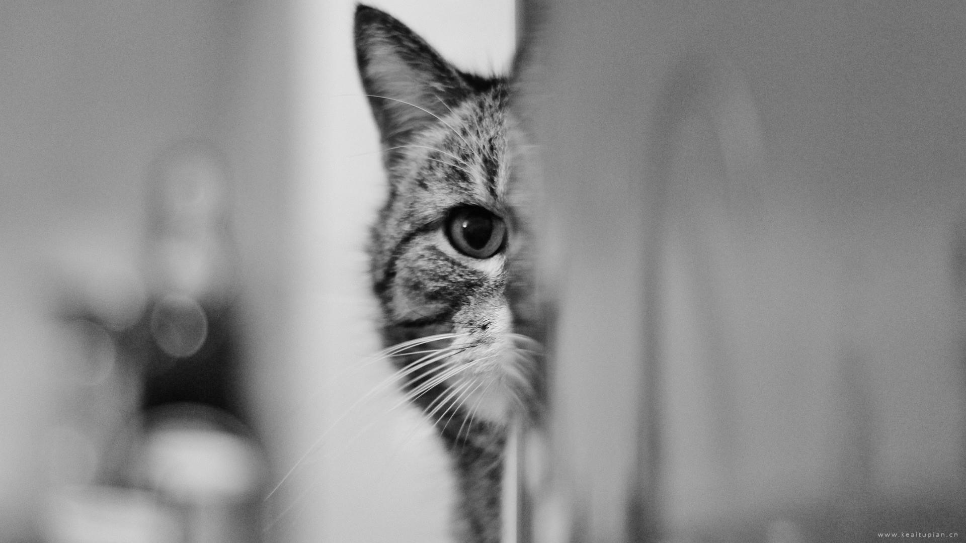可爱呆萌的小猫咪黑白色调高清近距离特写壁纸图片