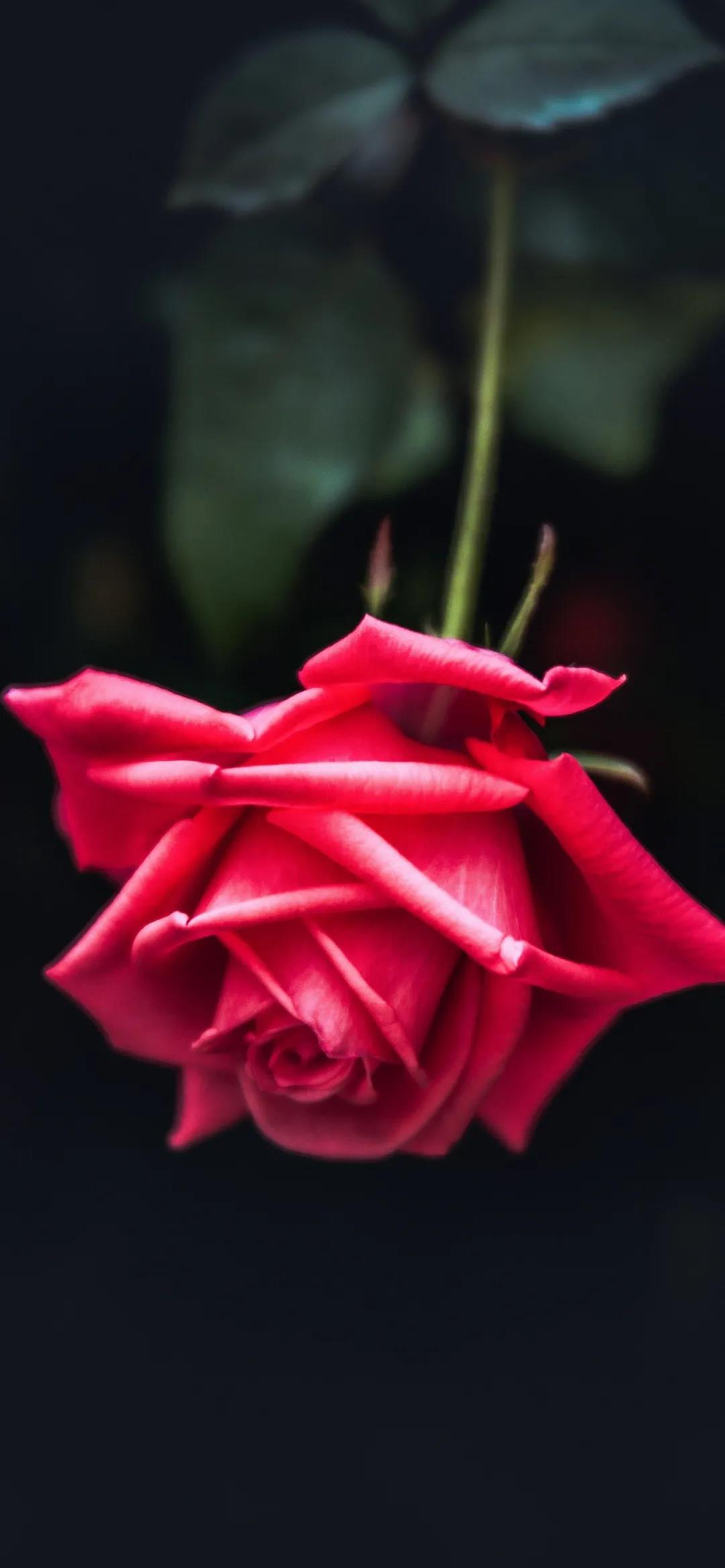 一枝红色玫瑰花唯美伤感手机壁纸图片