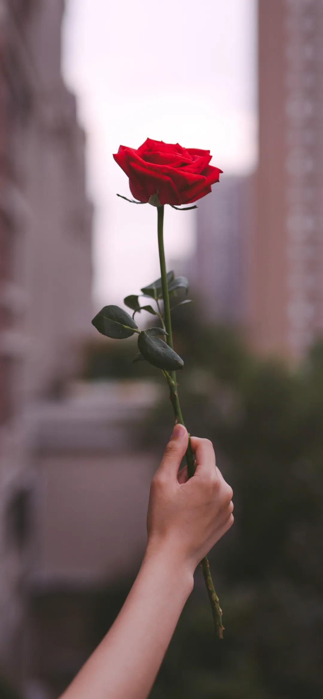 一枝红色玫瑰花唯美伤感手机壁纸图片
