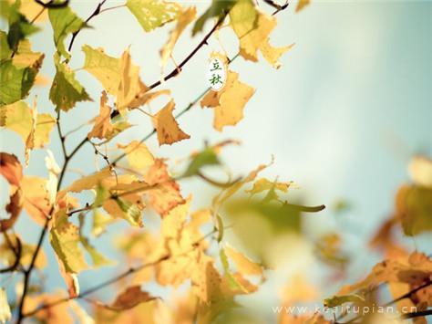一叶知秋好看唯美的立秋壁纸图片