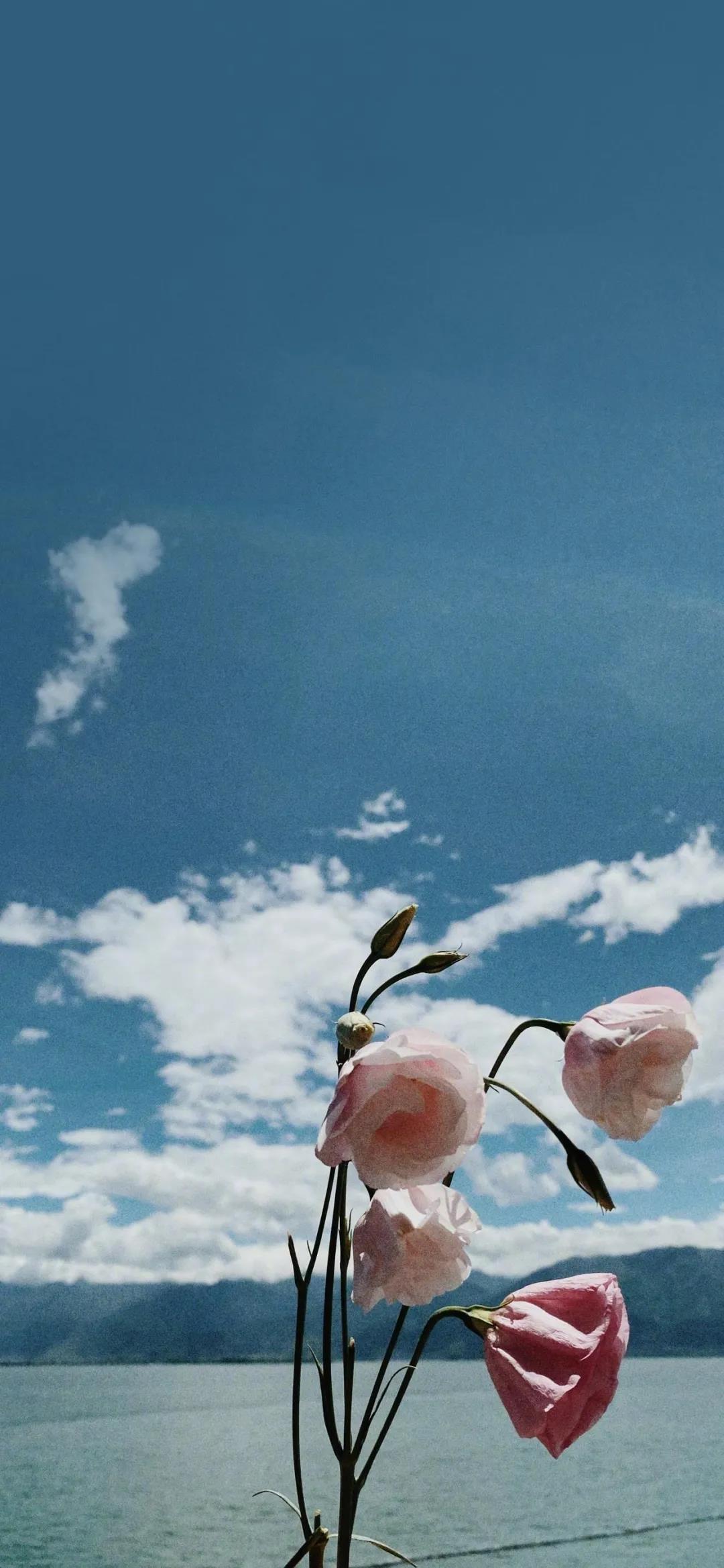 对着蓝色天空的花朵清新浪漫手机壁纸图片
