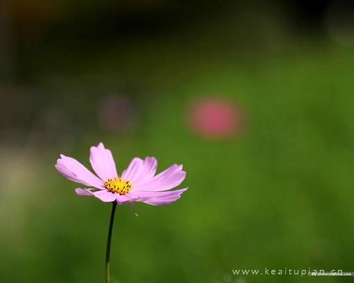 蓦然回首往昔菊花曾娇弱如一图片