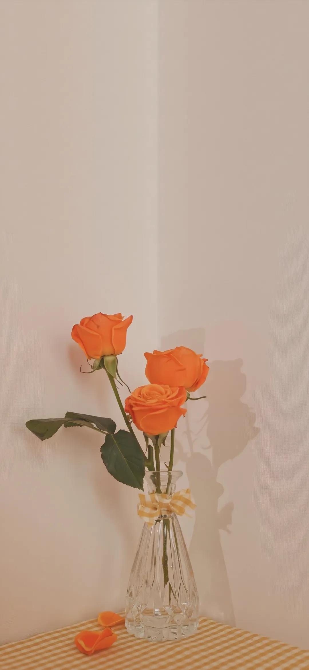 禁锢自由的美丽透明花瓶里的花唯美壁纸图片