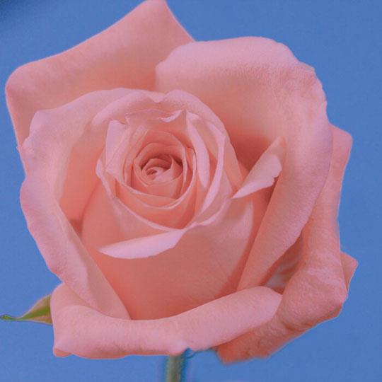 ins风粉色玫瑰头像 好看唯美的玫瑰花头像图片