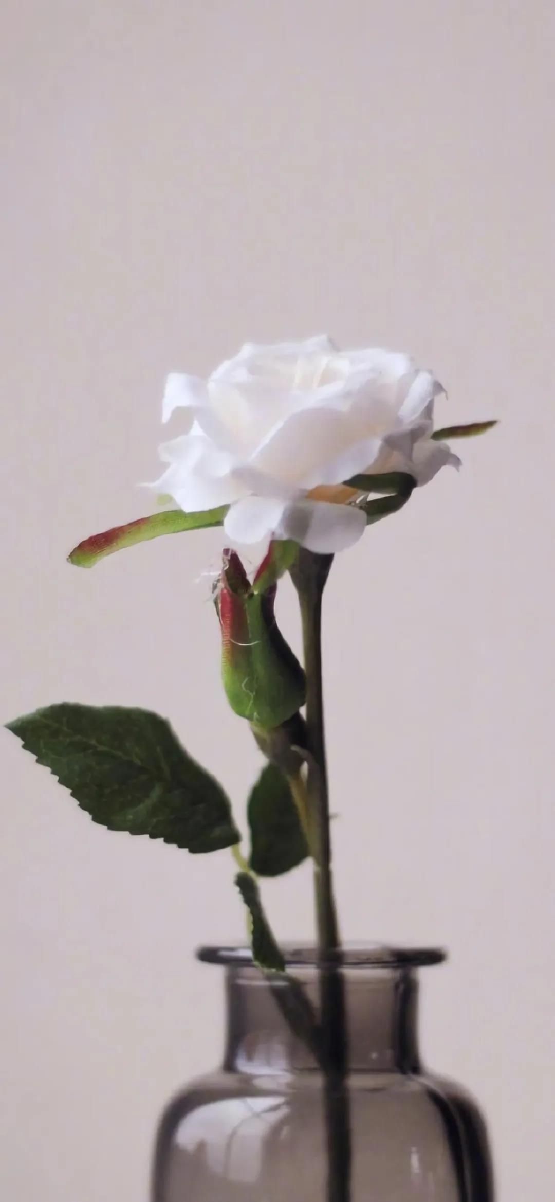 清新高雅的白色花朵高清手机壁纸图片