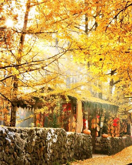 秋意盎然的唯美银杏树风景手机壁纸图片