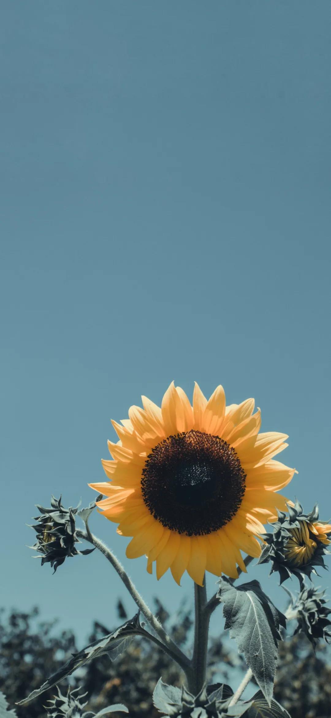 热情活力的黄色向日葵唯美花朵手机壁纸图片