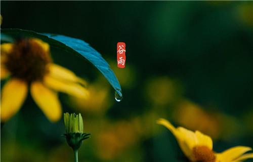 2021谷雨高清好看唯美的节气壁纸图片