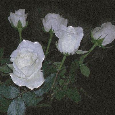 唯美红玫瑰与白玫瑰精致生活图片大全