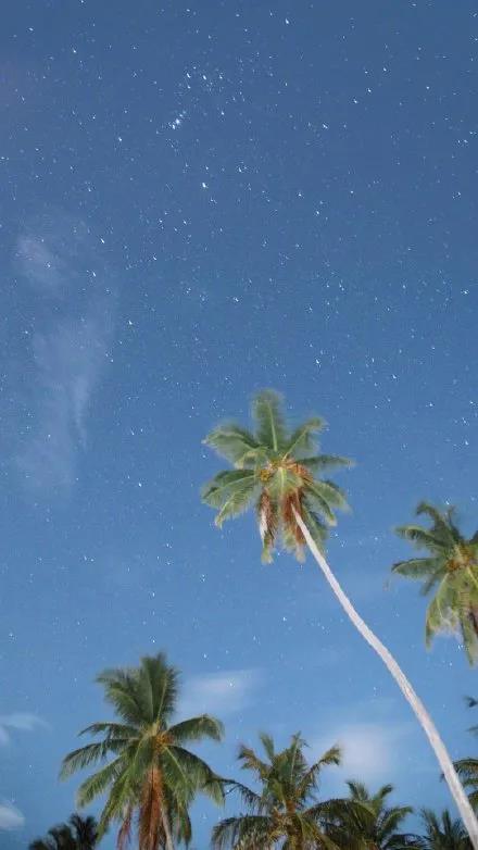 唯美天空下的椰子树手机壁纸图片