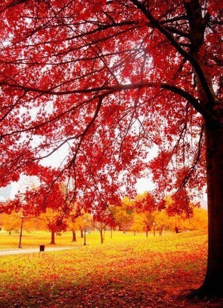 唯美你爱秋天的色彩更爱枫叶的美图片