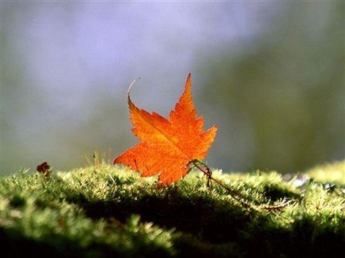 唯美你爱秋天的色彩更爱枫叶的美图片