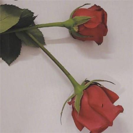 最新2021年情人节浪漫 情人节红色玫瑰花大全图片