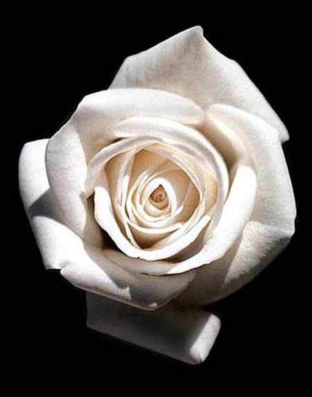 白色与黑色的玫瑰花是最纯洁高贵的象征图片