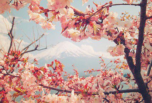 唯美相约在樱花绽放的那个季节过属于我们的情人节图片