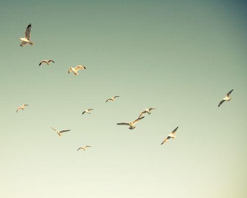 超美海鸥是这个蓝天下飞舞的生命图片