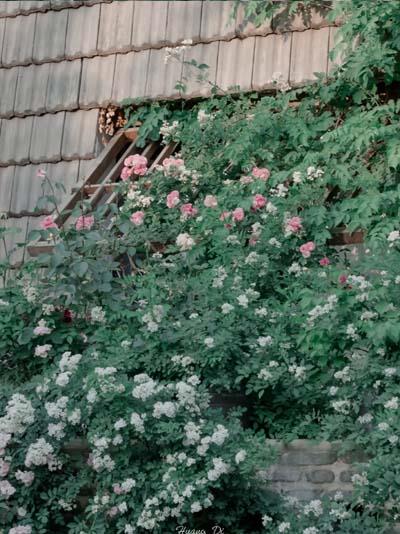唯美森系鲜花静物，蔷薇花开铺满的窗外图片