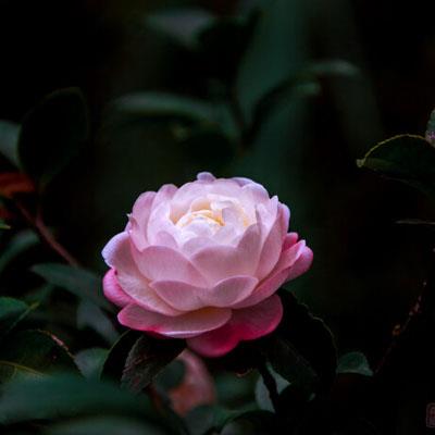 唯美一朵粉色茶花的，山茶花微信头像小清新图片