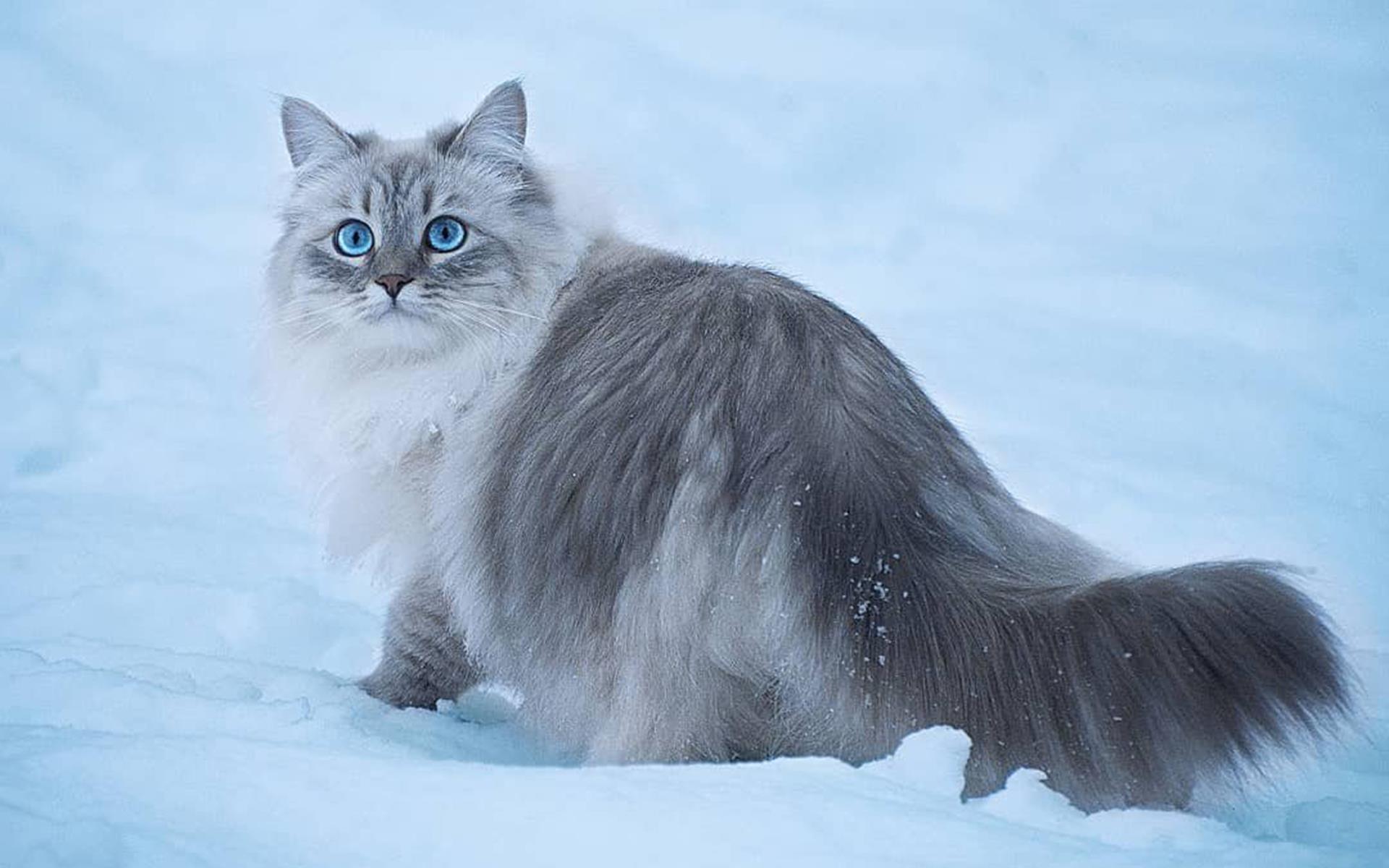 漂亮的雪地上的猫咪高清图片桌面壁纸