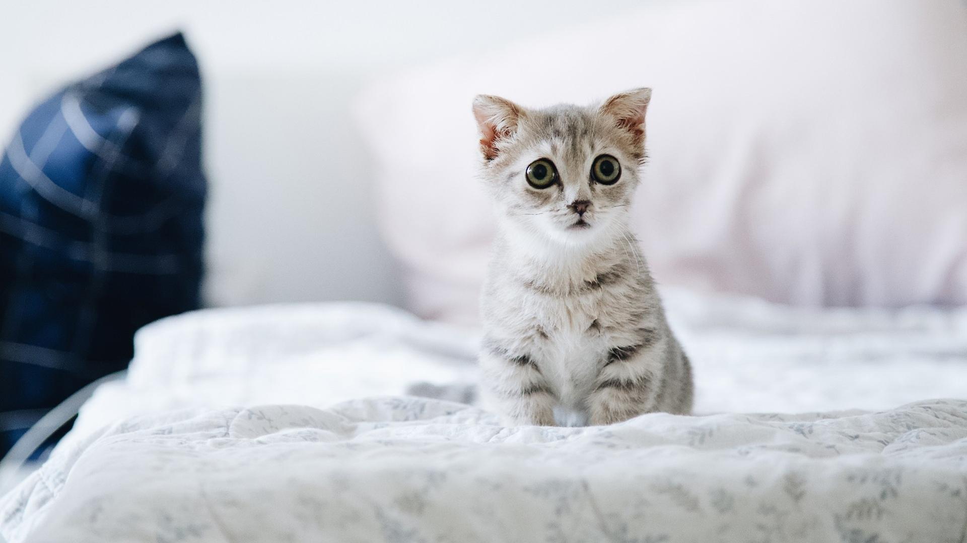 唯美可爱萌宠猫咪高清图片桌面壁纸