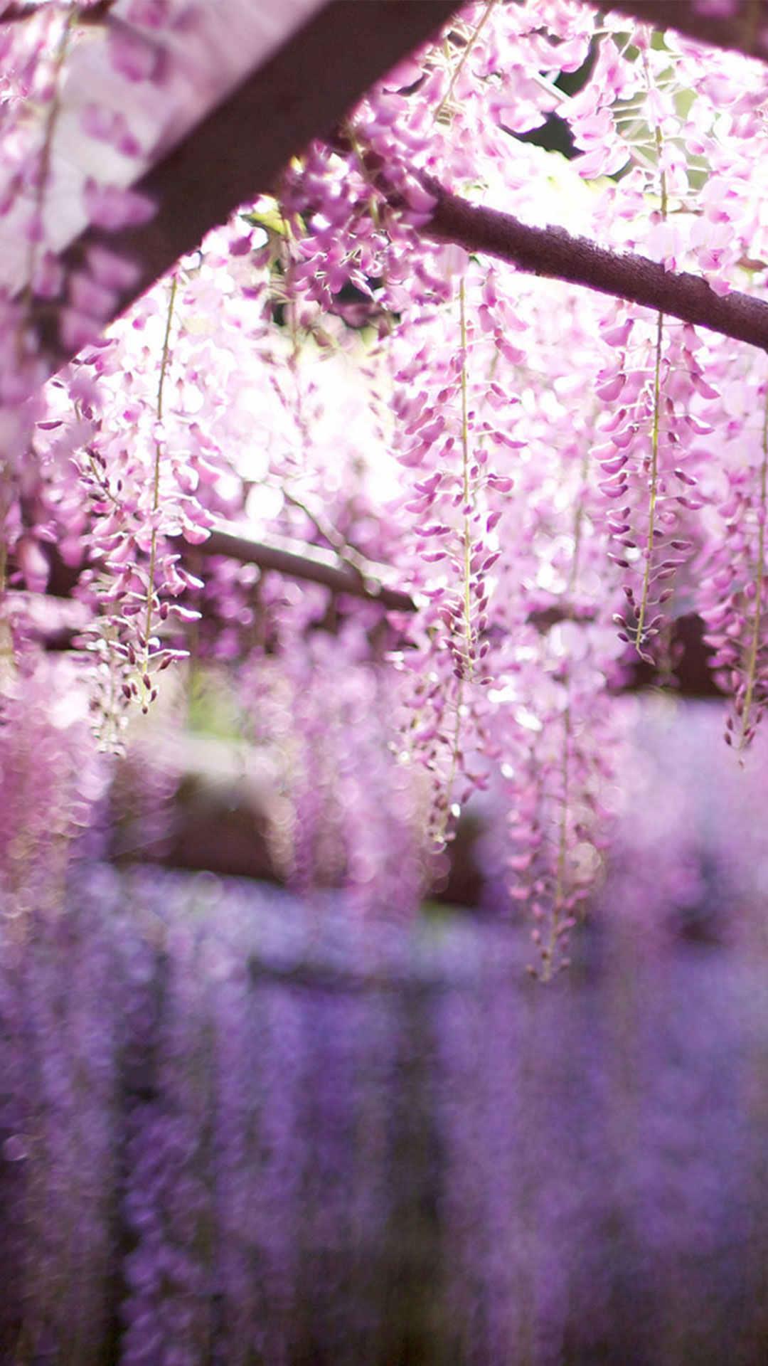 紫色唯美丁香花风景美图壁纸下载