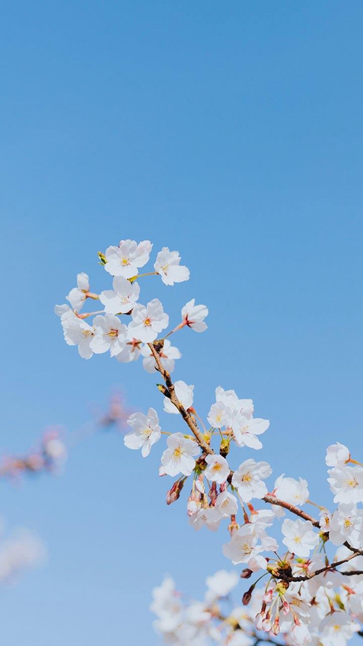 白色樱花高清唯美特写手机锁屏壁纸下载