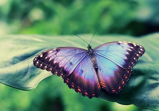 唯美的蝴蝶图片大全