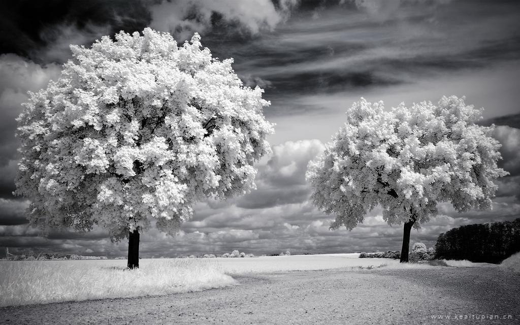 唯美的黑白风景图片