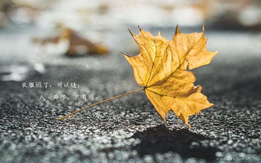 伤感的树叶黄了人心凉了文字风景意境图片