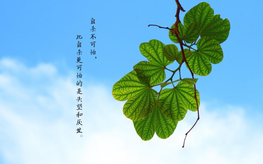 唯美小清新植物伤感文字说说壁纸图片