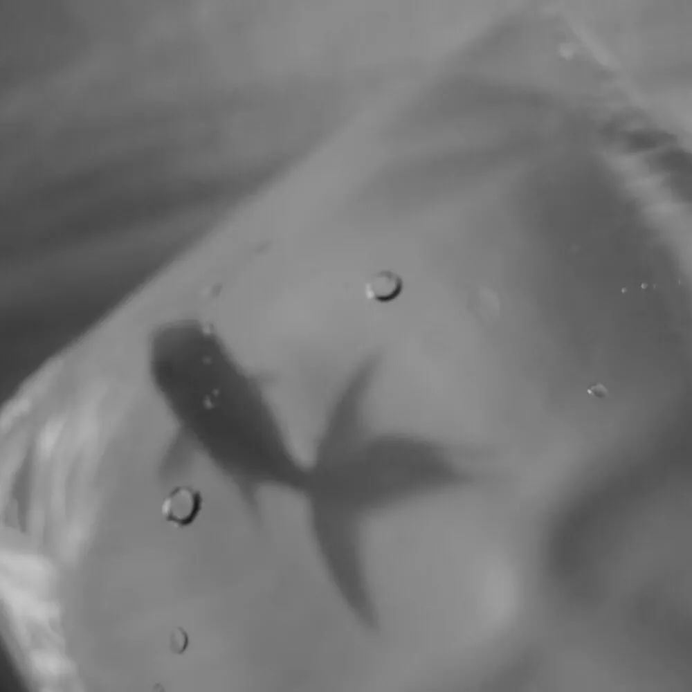 20条不烂大街的女生节 / 女神节文案