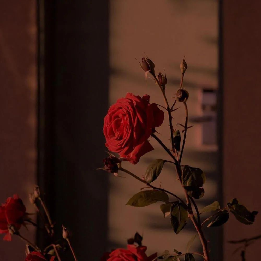 女神级别的朋友圈文案，温柔又浪漫~