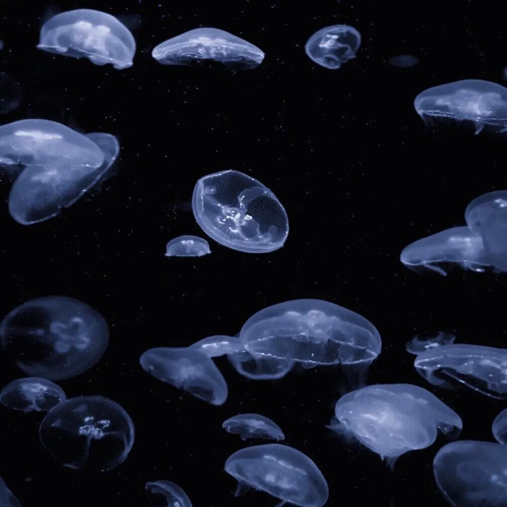 送你上热搜的温柔小文案~