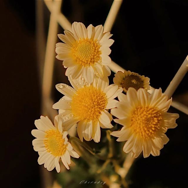 2021年最潮最流行的一句话！