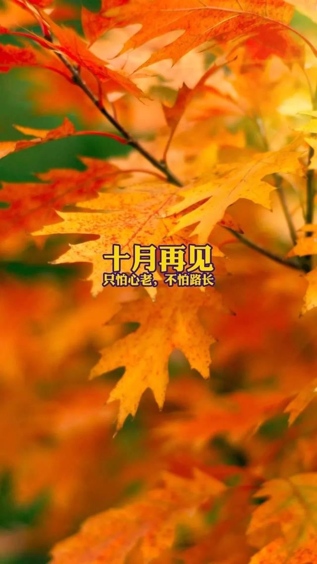 适合11月发朋友圈的文案！