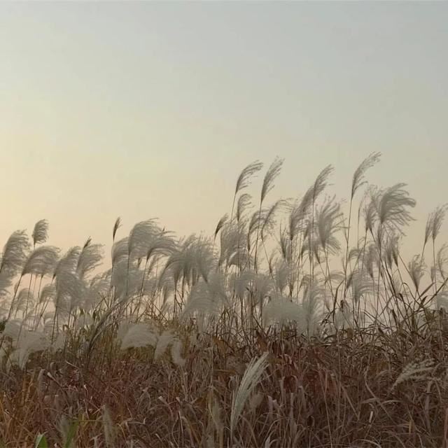 让朋友圈疯狂点赞的句子！