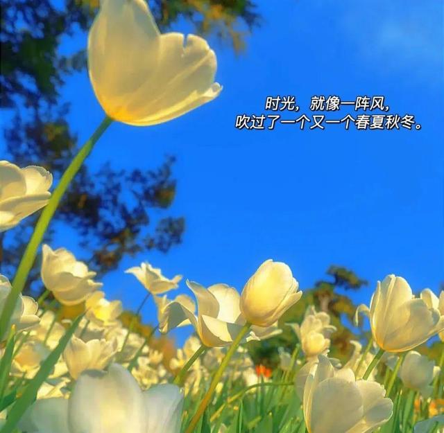 愿你开头的108个文艺句子