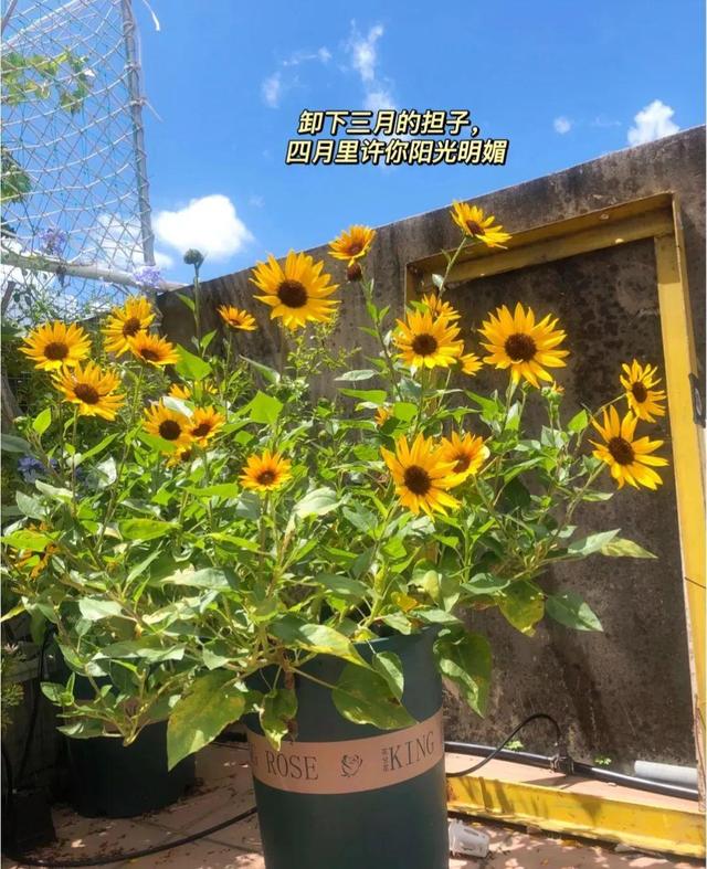 文案 I 实属有大病的文案