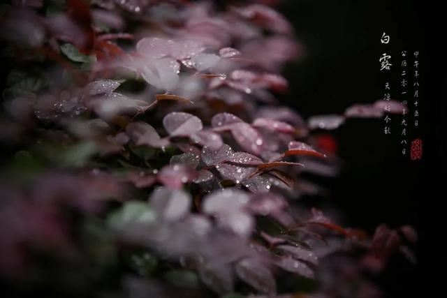 白露节气祝福语，适合白露发朋友圈的句子！