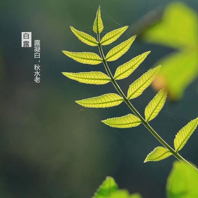 白露节气祝福语，适合白露发朋友圈的句子！