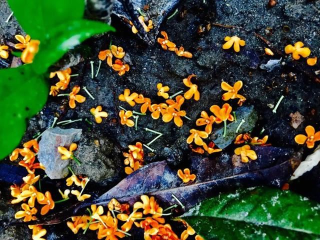 立秋发朋友圈的祝福语！