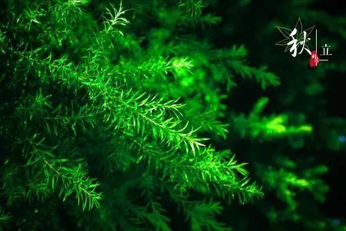 立秋发朋友圈的祝福语！