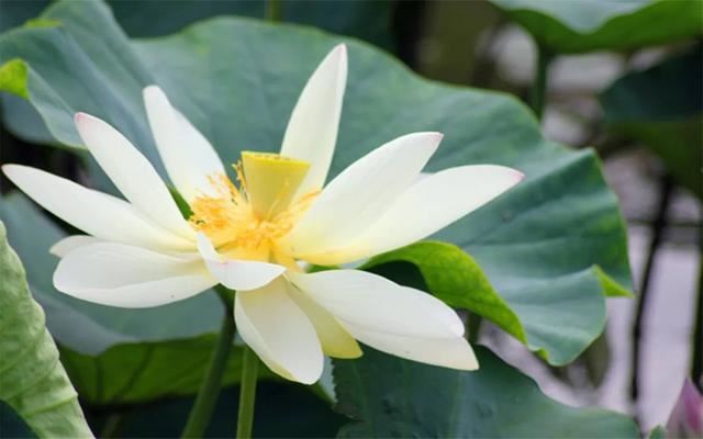 适合7月1日发的朋友圈！