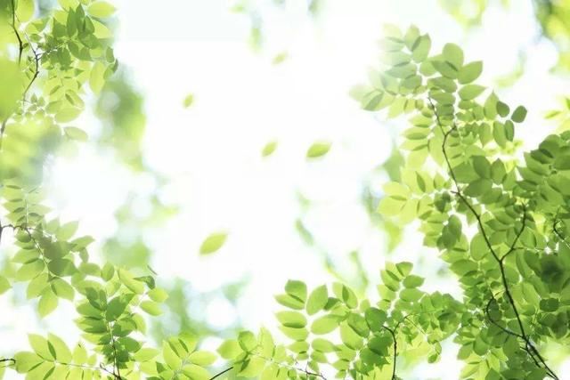 夏至的朋友圈文案，夏至祝福语动态图片！