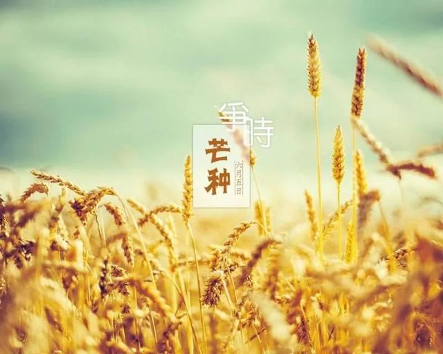 芒种祝福语，朋友圈芒种文案！